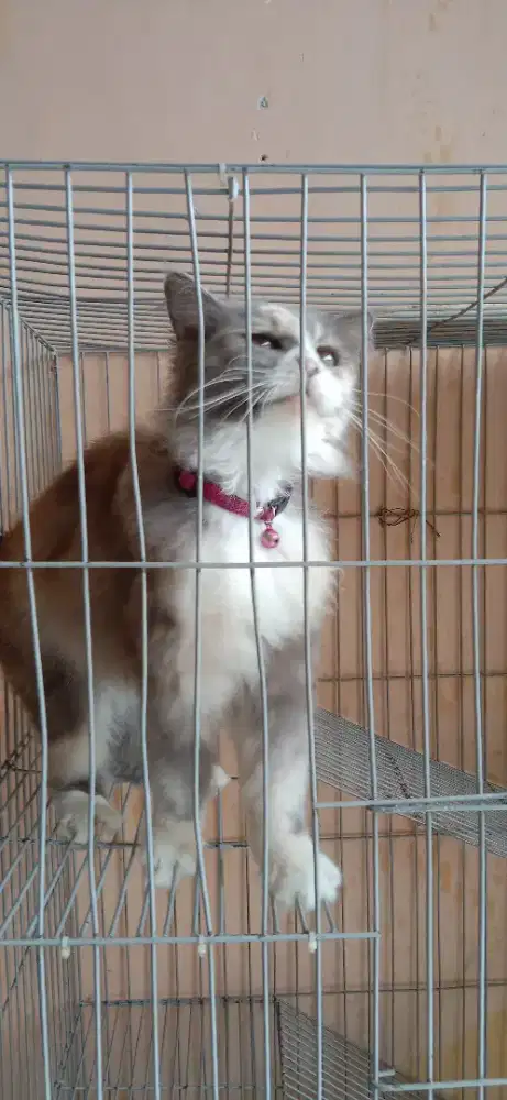 Dijual kucing Persia medium