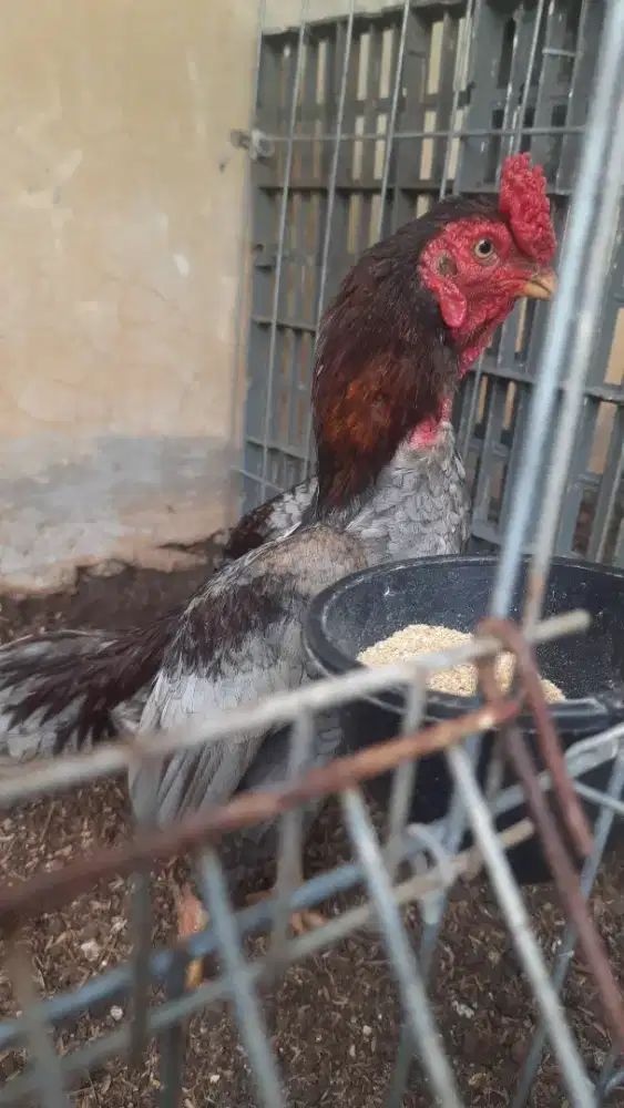 ayam hias mini ko shamo