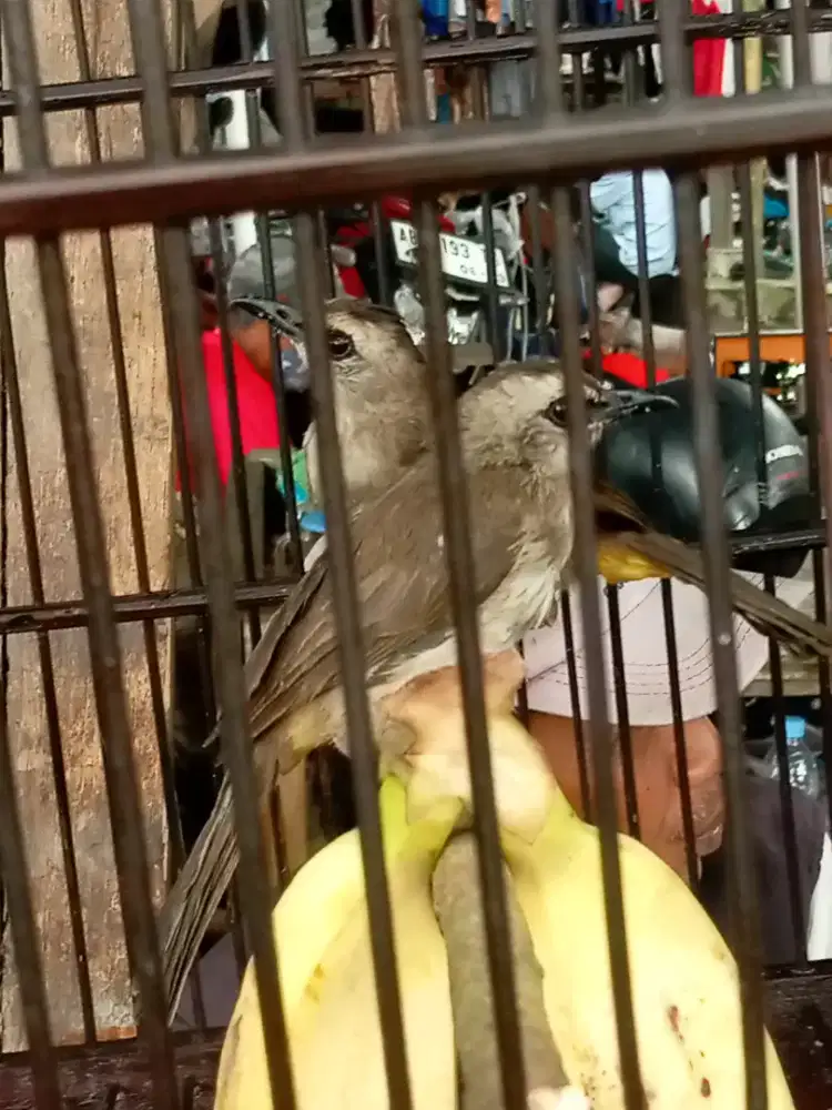 trotokan bakalan jantan