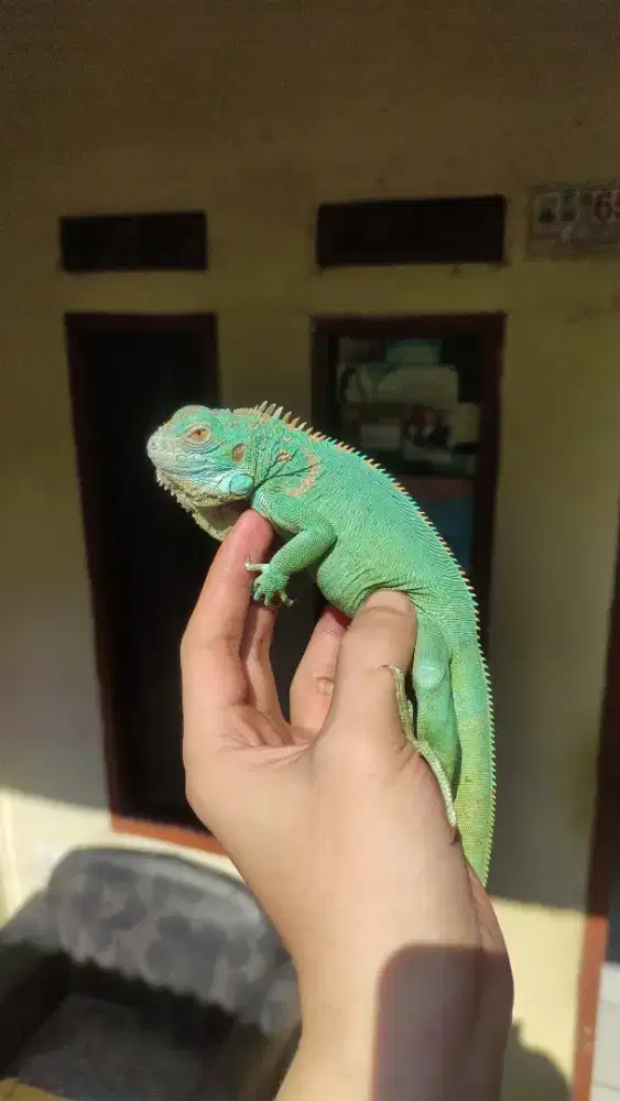 Blue Iguana Jantan