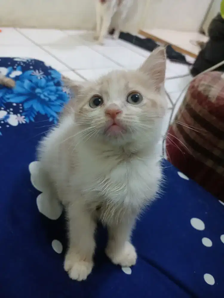 Open adopsi kucing Persia betina