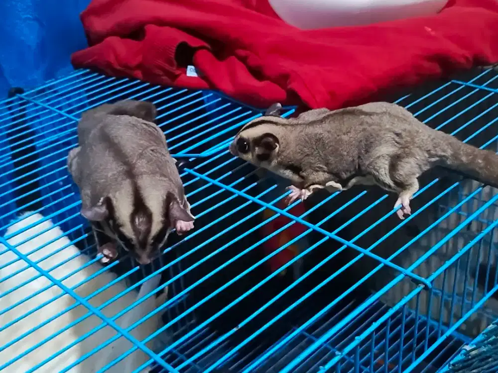 SUGAR GLIDER CLASSIC GREY