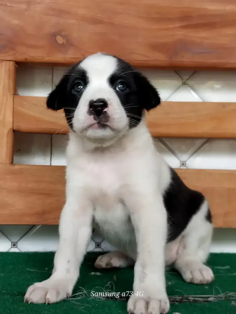 Anakan anjing ras mix