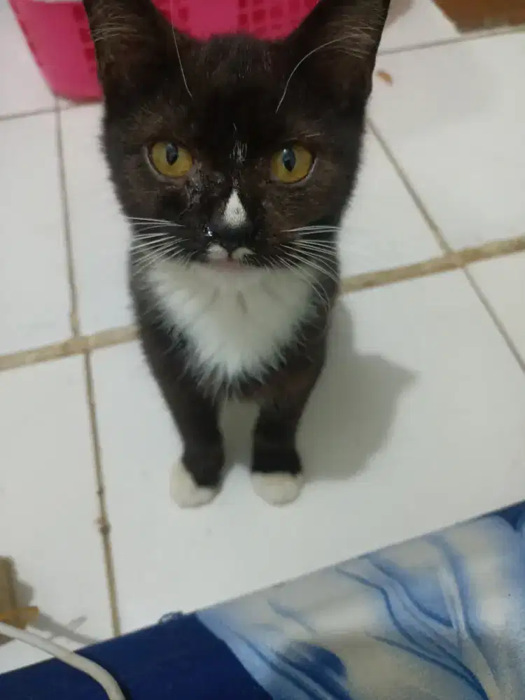 Open adopsi kucing Persia mix domestik