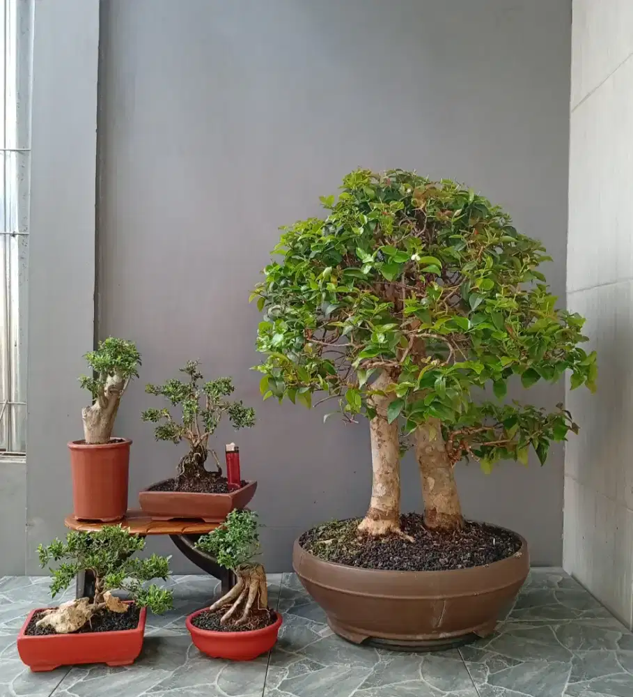 Bonsai hias murah cantik ada 5 pohon