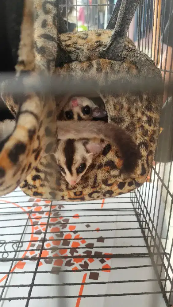 Di jual Sugar glider