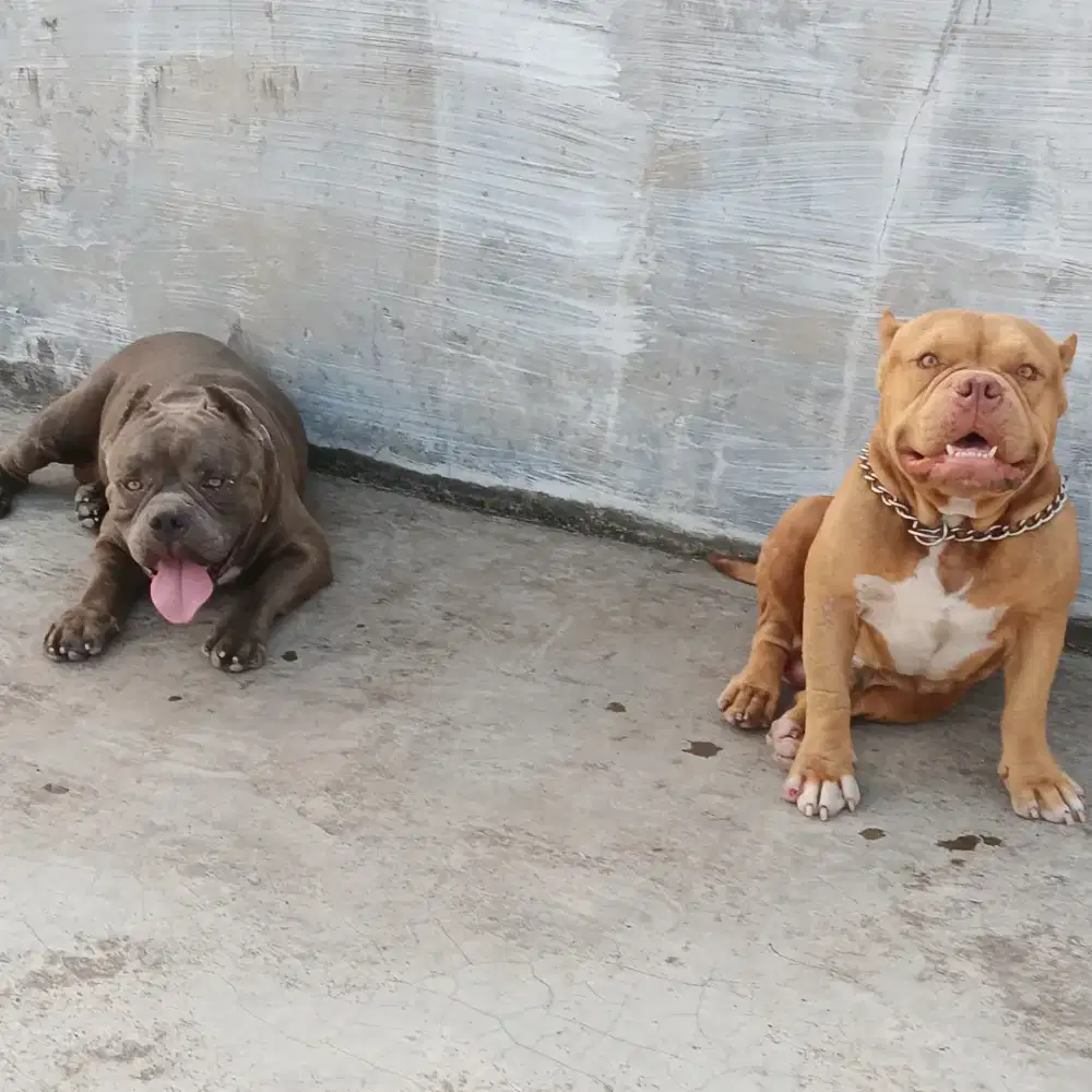 Anjing American bully Excotic