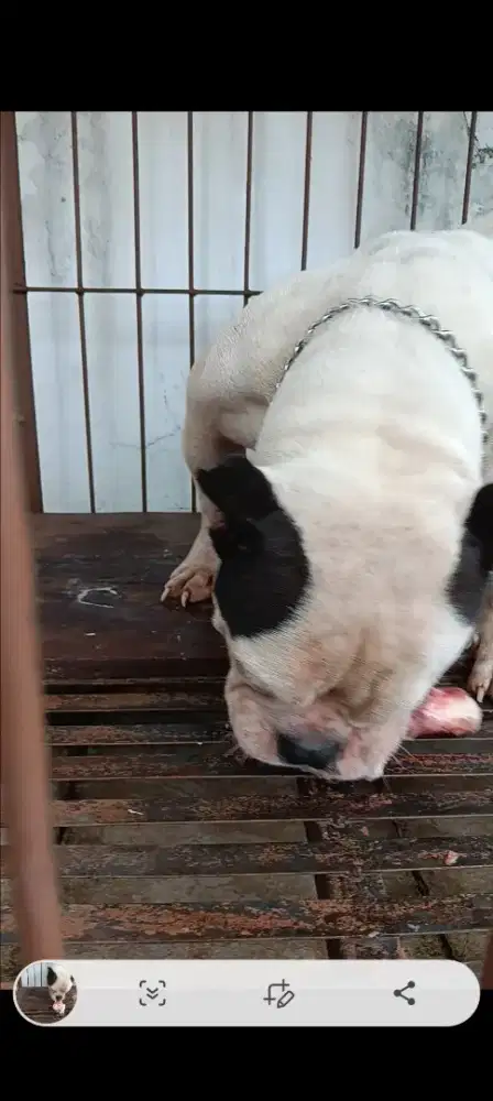 Anjing American bully Excotic Ceper