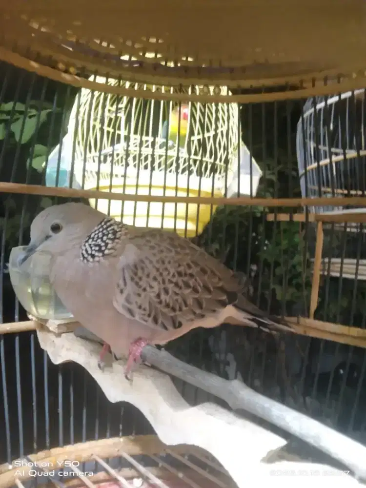 Kuk 3 paten lokal alam garansi