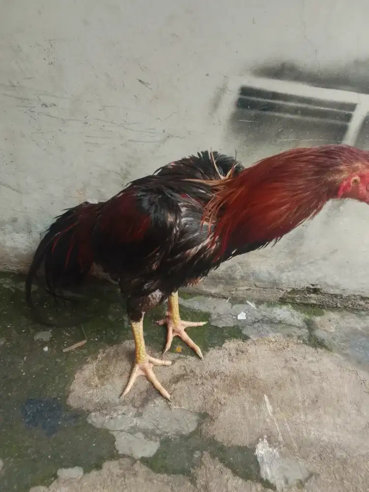 Pnya jago jenis pahkoy UK 5 umr 7 bln mental aman mantap wa