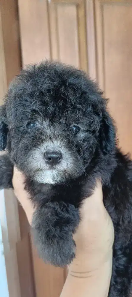 Tiny female silver high quality