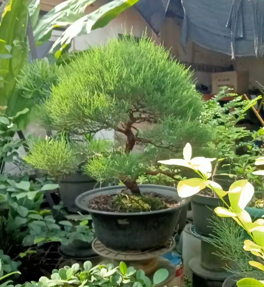 Bonsai Cemara Udang rimbun