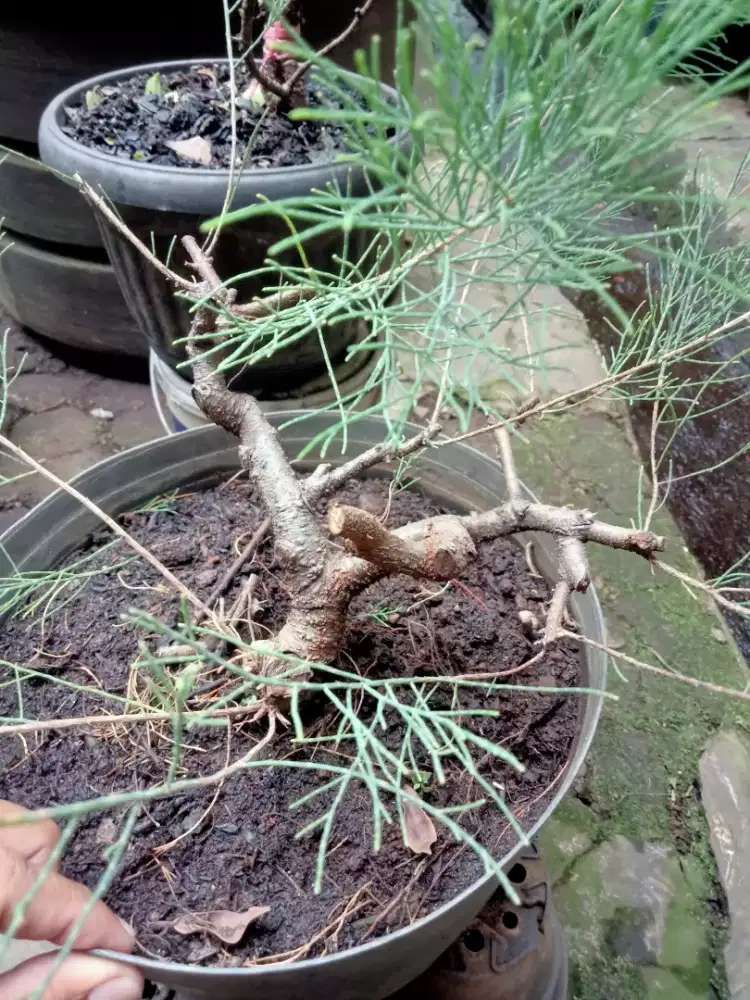 Bahan Bonsai Cemara Udang
