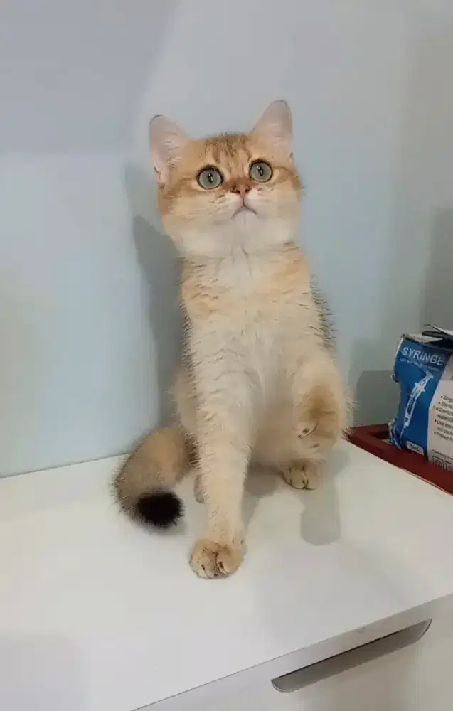 BRITISH SHORTHAIR/BSH GOLDEN BETINA