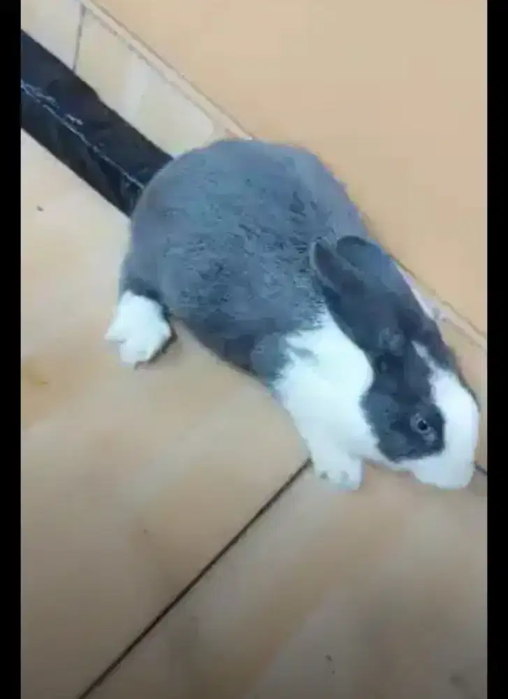 Kelinci tipe duntc Belanda