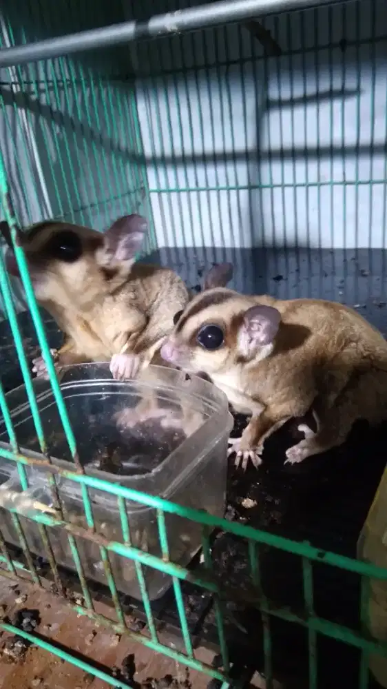 Sugar glider clasic grey