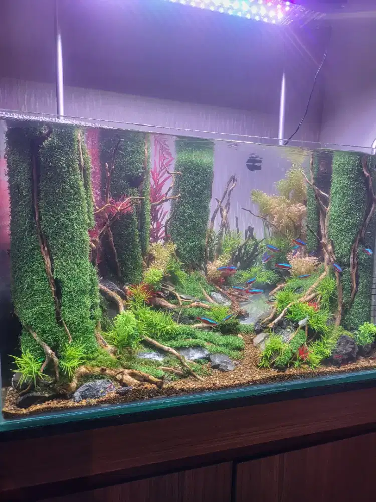 aquasacpe tema jungle ada sungai di dalamnya