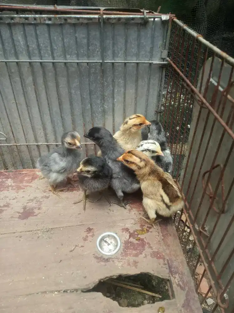 Pitik Ayam Kampung 8 Ekor