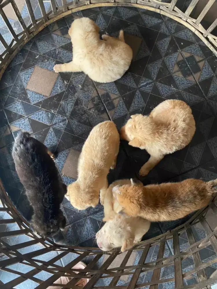 Dijual Anjing Yang Berminat