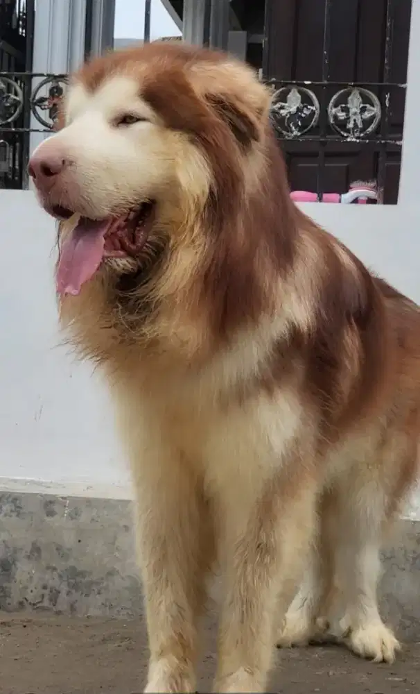 Giant china alaskan malamut jantan