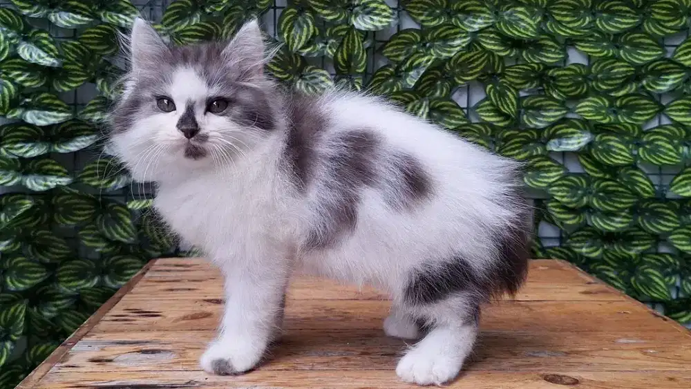 KUCING PERSIA MEIDUM JANTAN 2 BULAN GEMOY