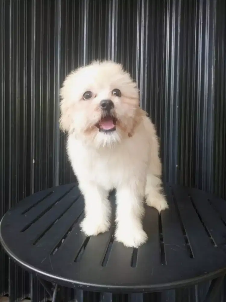 SHIHTZU POODLE /SHIPOO