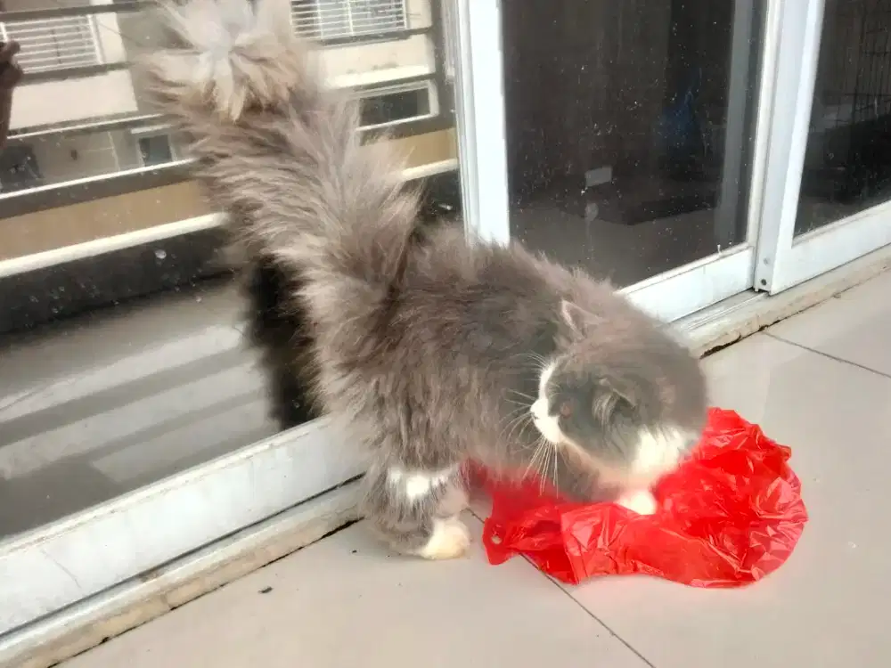 Kucing Persia medium nose