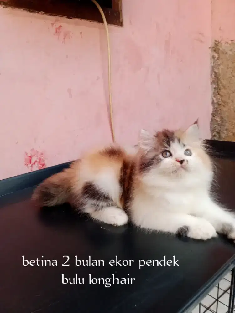 Kucing Persia medium