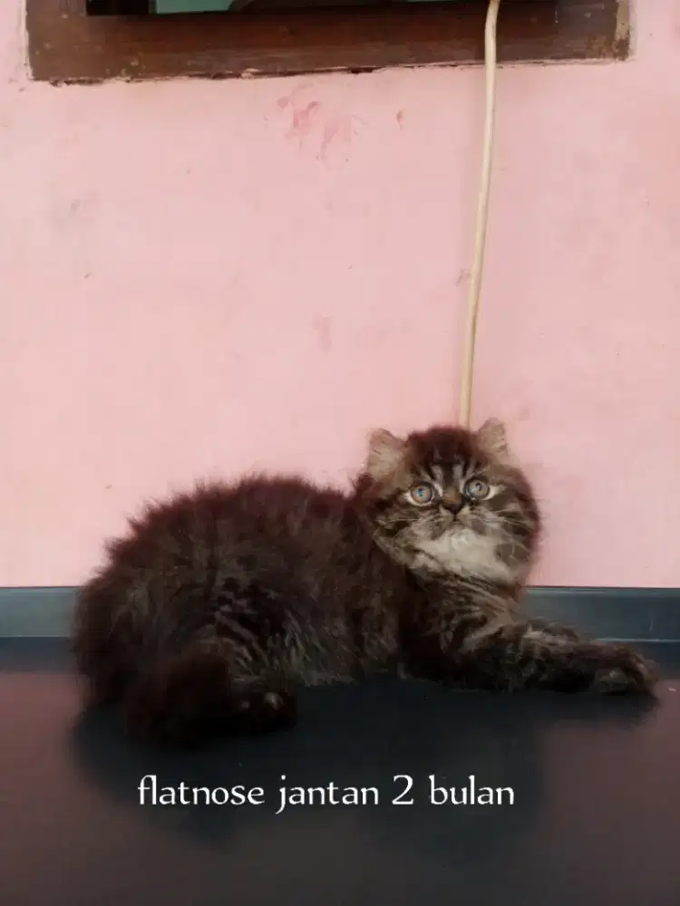 Kucing Persia flatnose