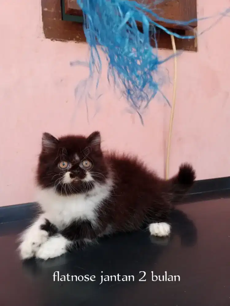Kucing Persia flatnose