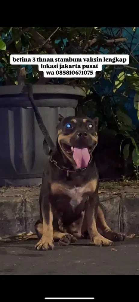 pitbul betina stambum