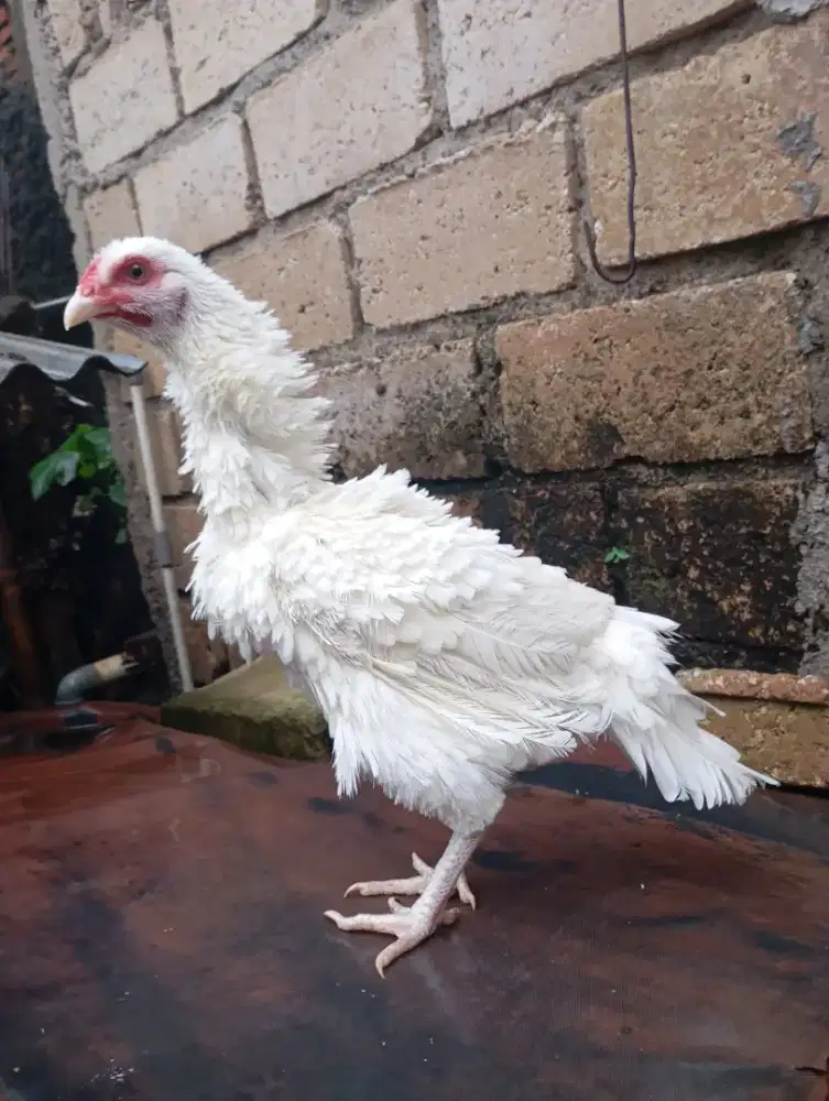 Ayam walik putih kampung betina