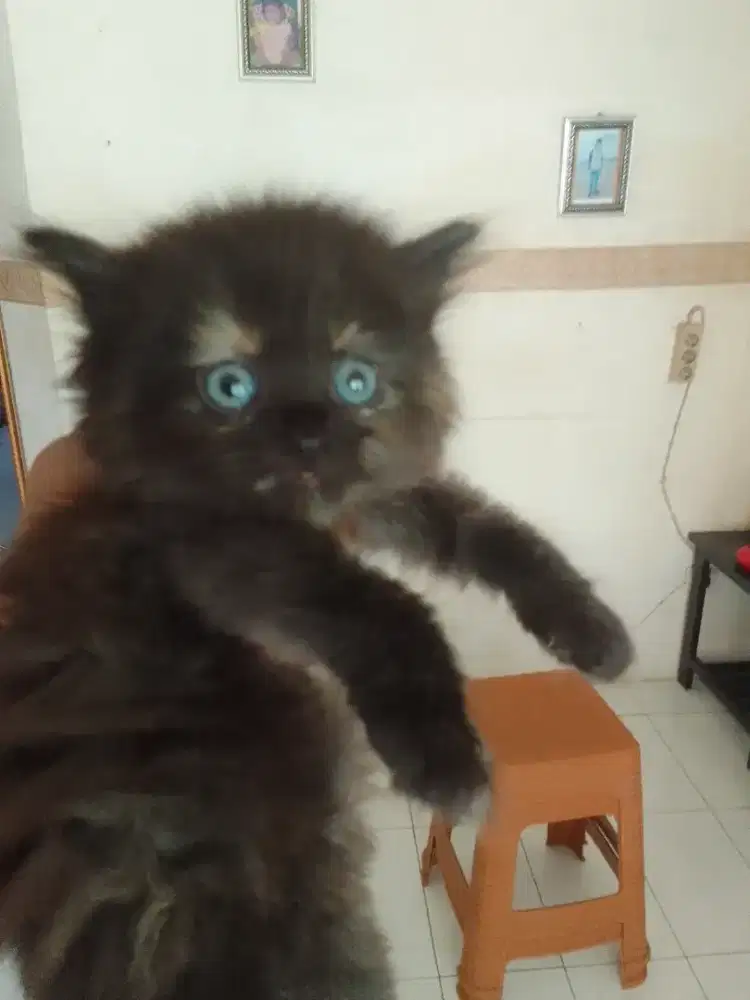 Persia jantan umur 2 bln.  Hitam
