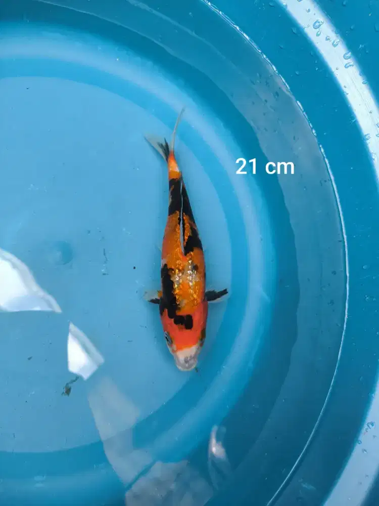 Ikan Koi Showa Tulungagung