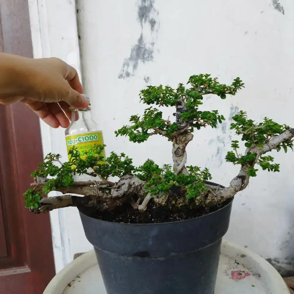 Bonsai Sancang Mame Tanuki