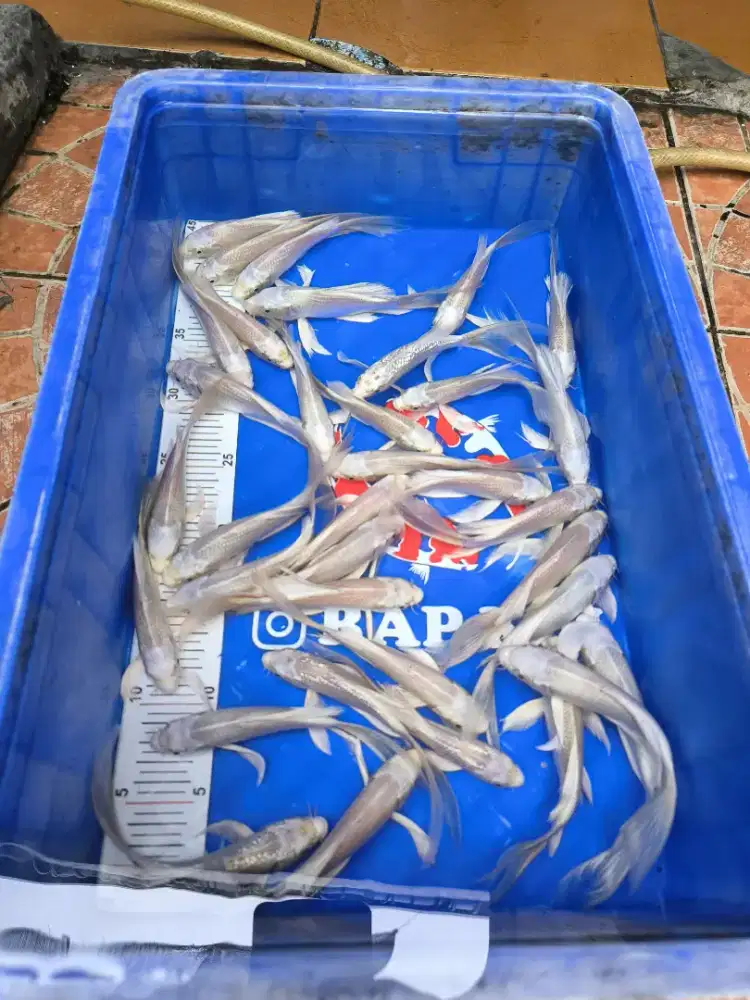 Ikan Koi Kumpay Slayer