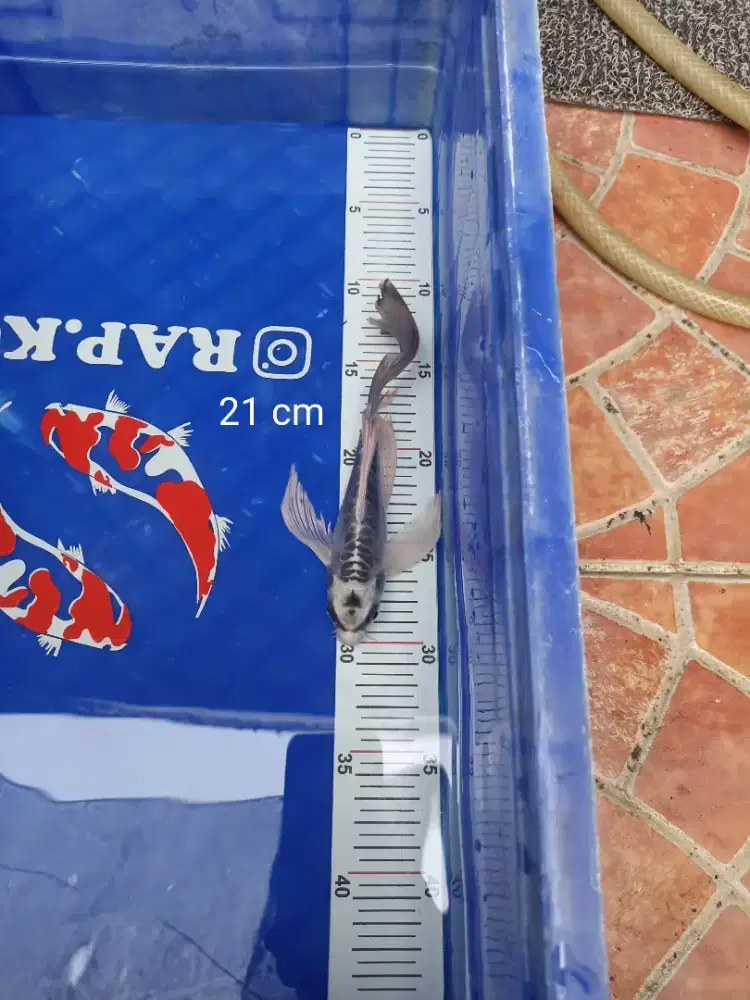 Ikan Koi Kumpay slayer