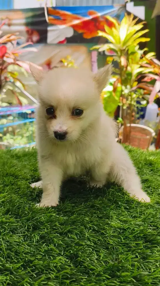 Minipom betina UMR 2bln