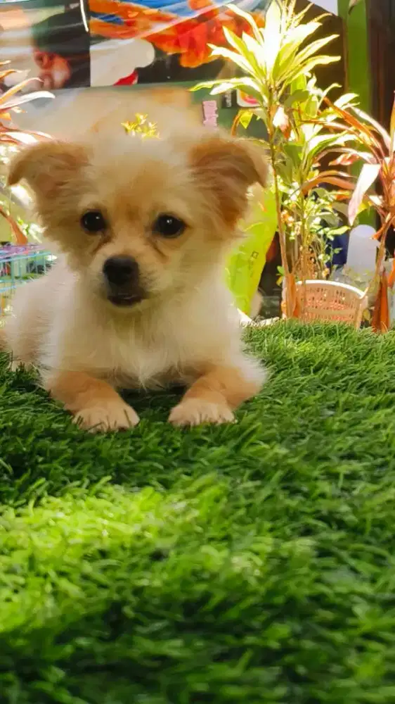 Minipom umur 2bln sudah vaksin