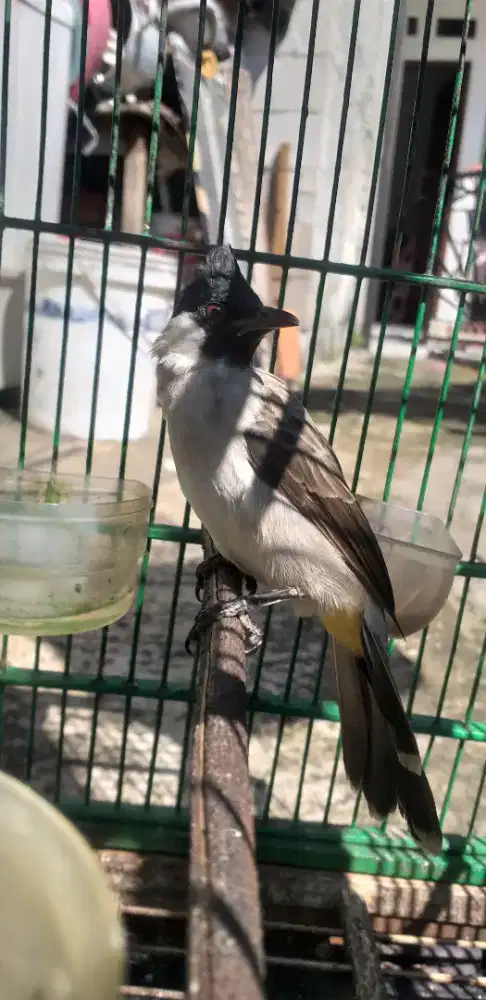 Burung kutilang berbunyi