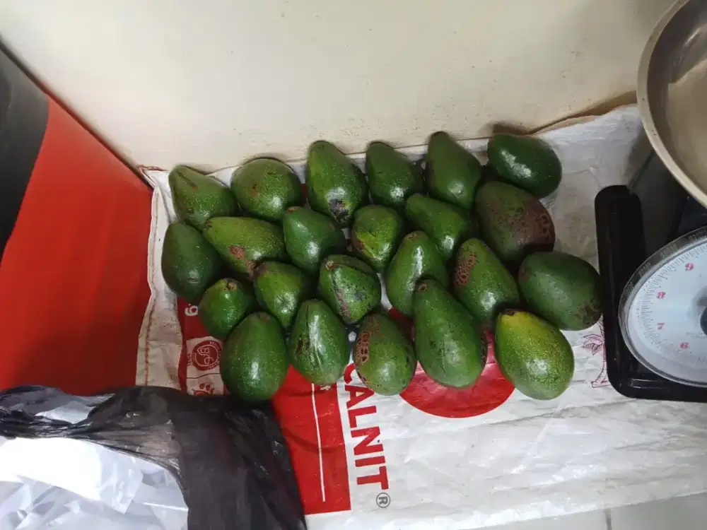 Alpukat mentega mentah 1 kg isi 3 4