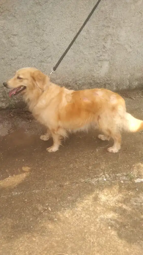 golden betina 3 tahun an