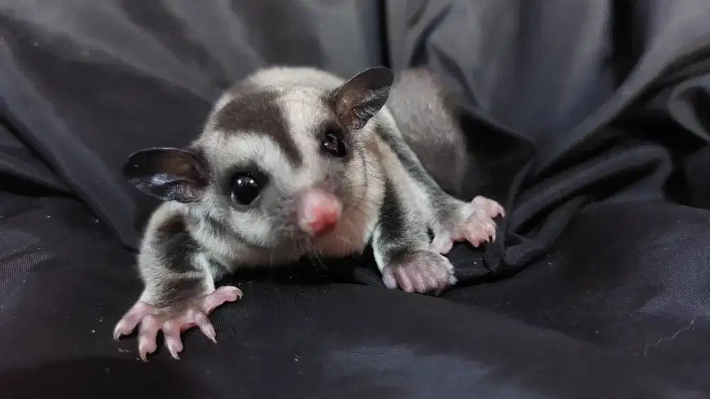 Sugar glider clasik grey