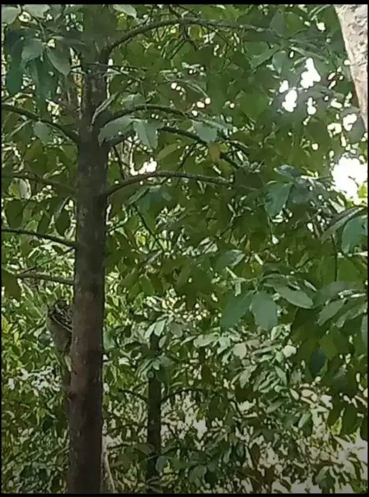 BU... Tanah kebun buah produktif