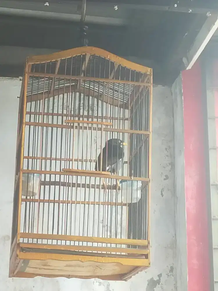 Burung jalak kebo fullset