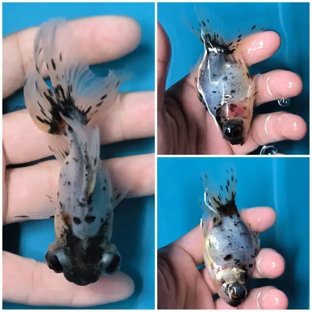 Ikan Koki Telescope Eye