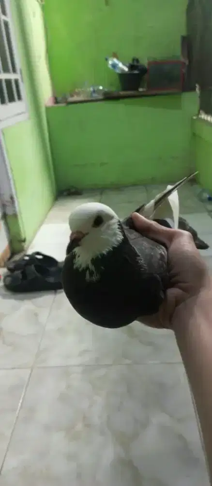 Merpati kolong betina