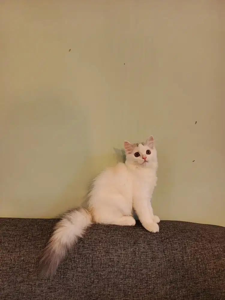 Kitten persia Longhair