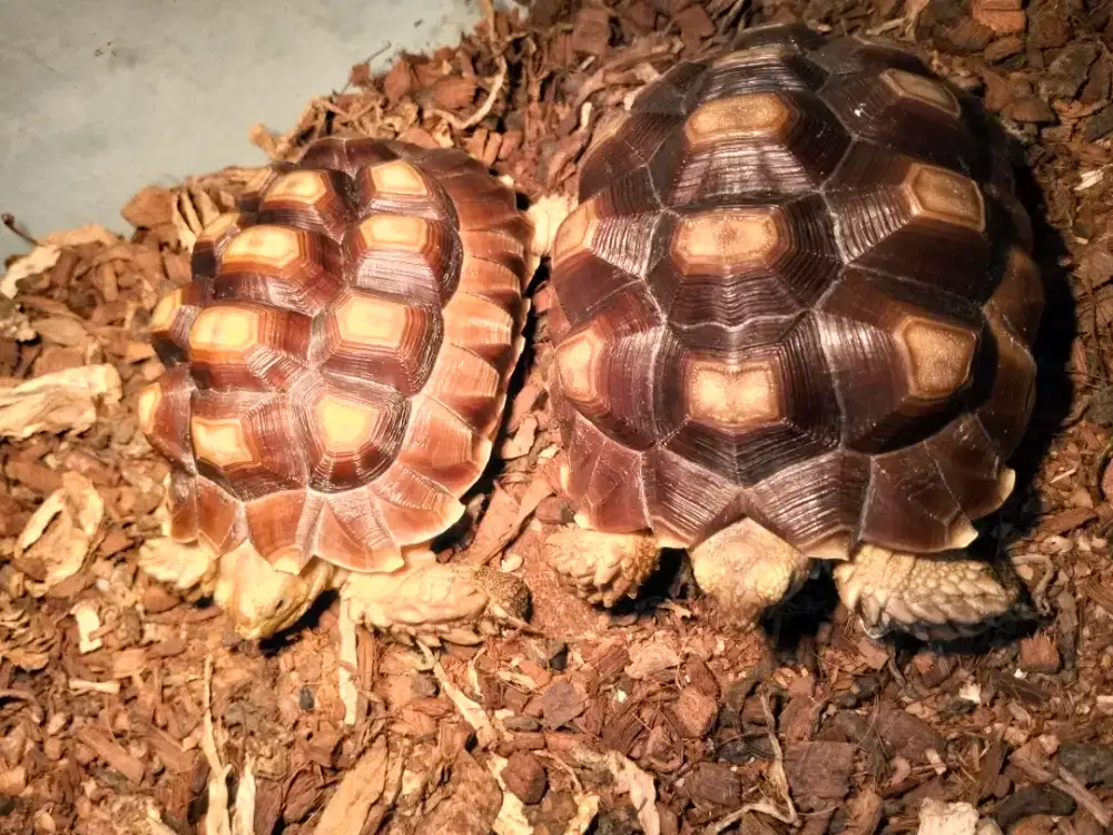 Kura-kura Sulcata