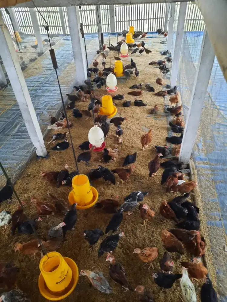 Ayam kampung muda pedaging